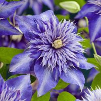 Clematis Multi Blue, снимка 2 - Градински цветя и растения - 39483861