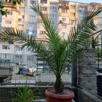 Канарска финикова палма, снимка 2 - Градински цветя и растения - 34582544