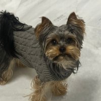 Toпъл пуловер за куче - високо качество, снимка 12 - За кучета - 41015299