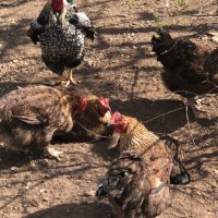 Катунски пилета и кокошки , снимка 3 - Кокошки и пуйки - 41230194