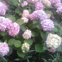 хортензия, снимка 1 - Градински цветя и растения - 40894694