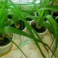 Млади луковици от лечебното растение Индийски лук - лекува всичко, снимка 1 - Стайни растения - 39870733