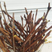 Резници за вкореняване от лоза сорт черна Липа, не се пръска и е много ароматен , снимка 4 - Разсади - 44686520