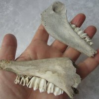 2 бр  Стара кост, кокал със зъби, челюст от животно, зъб, снимка 4 - Други - 41204154