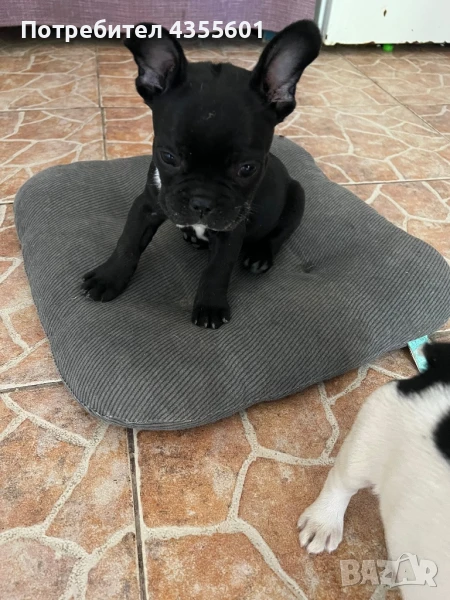 Бебета Френски Булдози , снимка 1