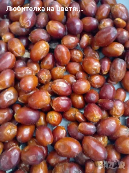 пресни семена хамеробс,трахикарпус( и разсад ), вашингтония и финикова канарска, снимка 1