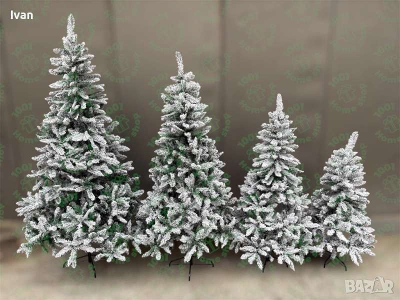 Коледна елха АЛПИНА Заснежена, снимка 1