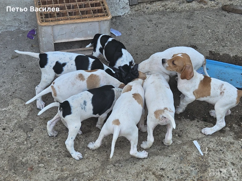 Английски пойнтер, снимка 1