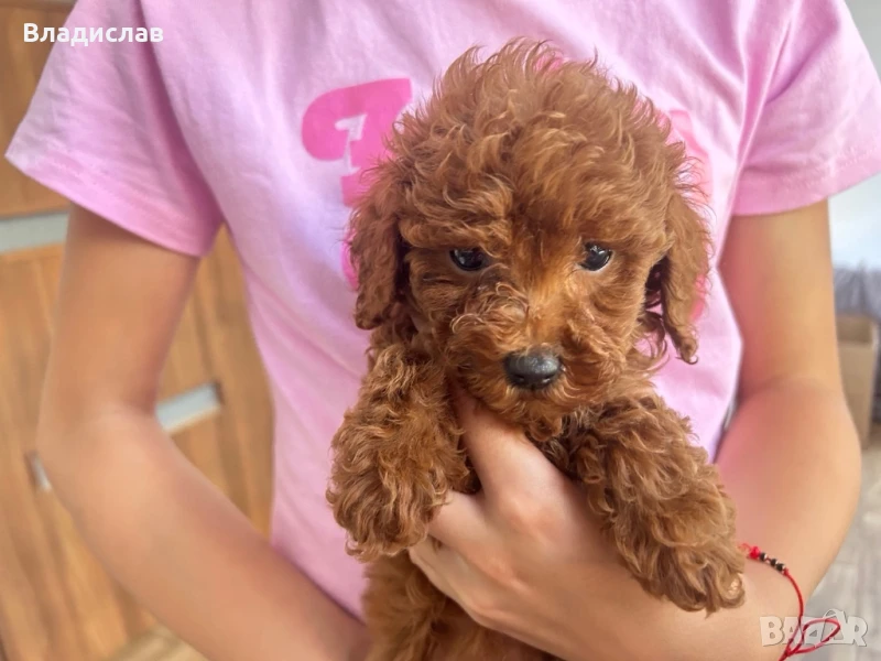 Той пудел / мини пудел, снимка 1