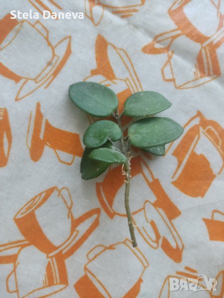 Вкоренен резник на растение/цвете хоя чуки , снимка 1