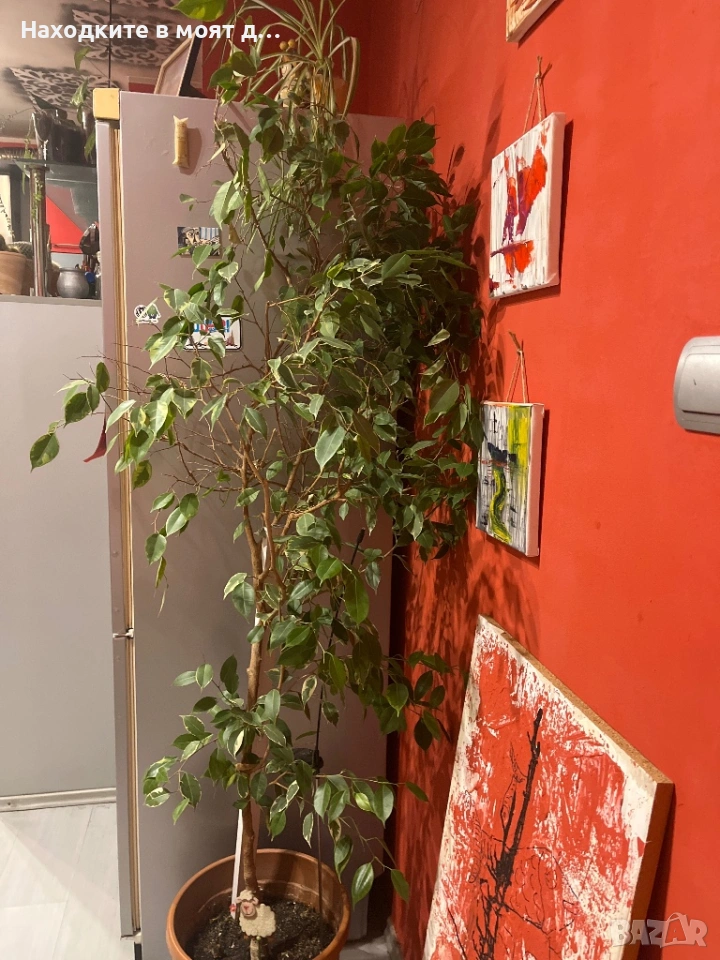 Бенджамин, снимка 1