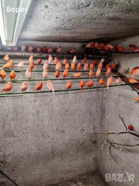 Канарчета, снимка 1