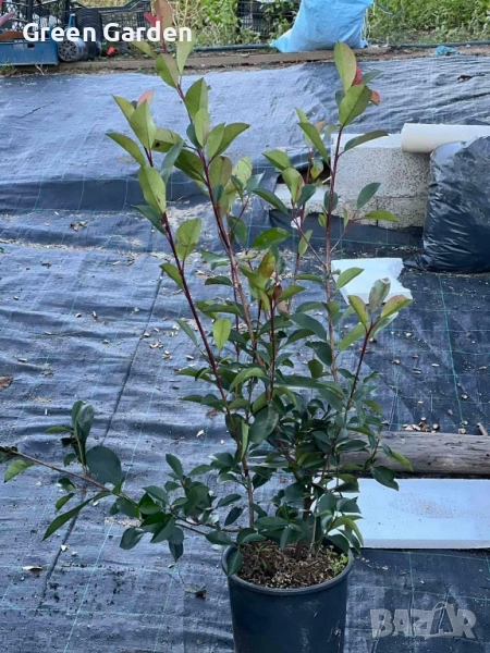 Фотиния Ред Робин , снимка 1