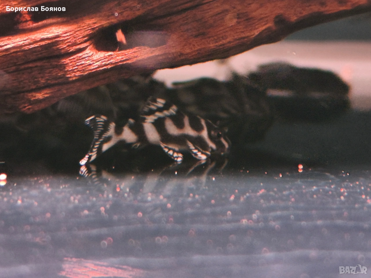 L333 SW AAA , снимка 1