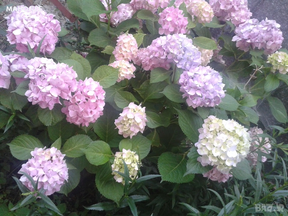 🪷🪷🪷хортензия-2 цвята🎁🎁🎁🎁, снимка 1