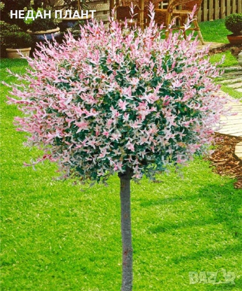 Пъстролистна върба/Salix integra "Hakuro nishiki ", снимка 1