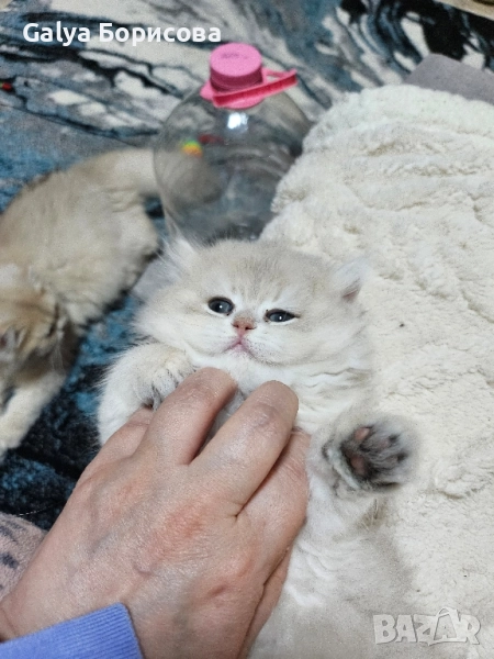 Британско лилаво злато момиче , Коледна промоция , снимка 1