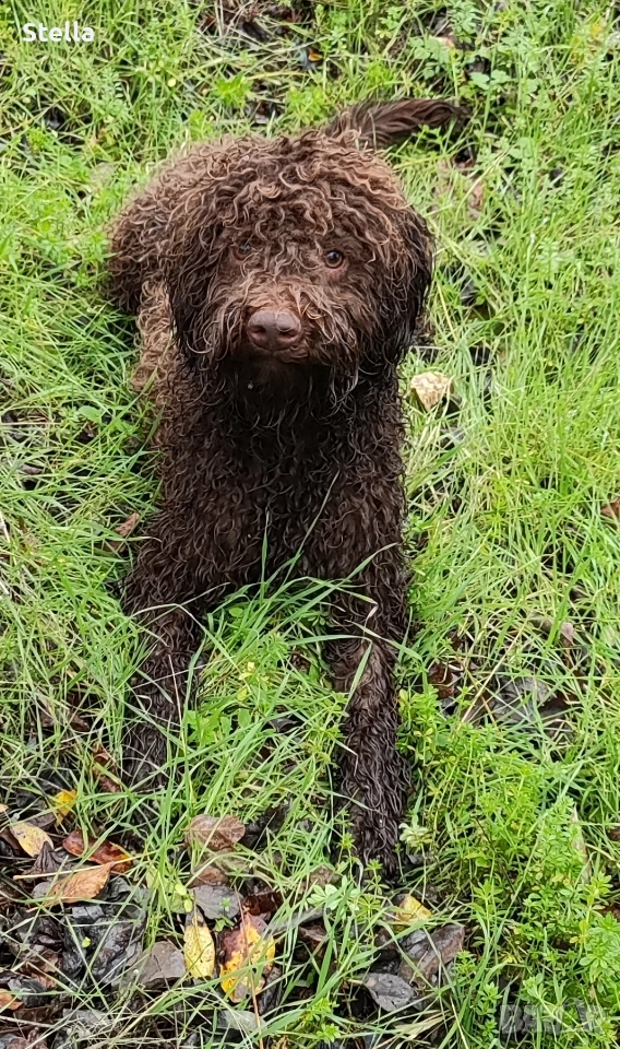 Продавам куче Лагото Романьоло , снимка 1