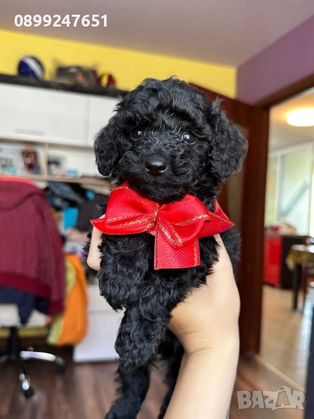 Той пуделче , снимка 1