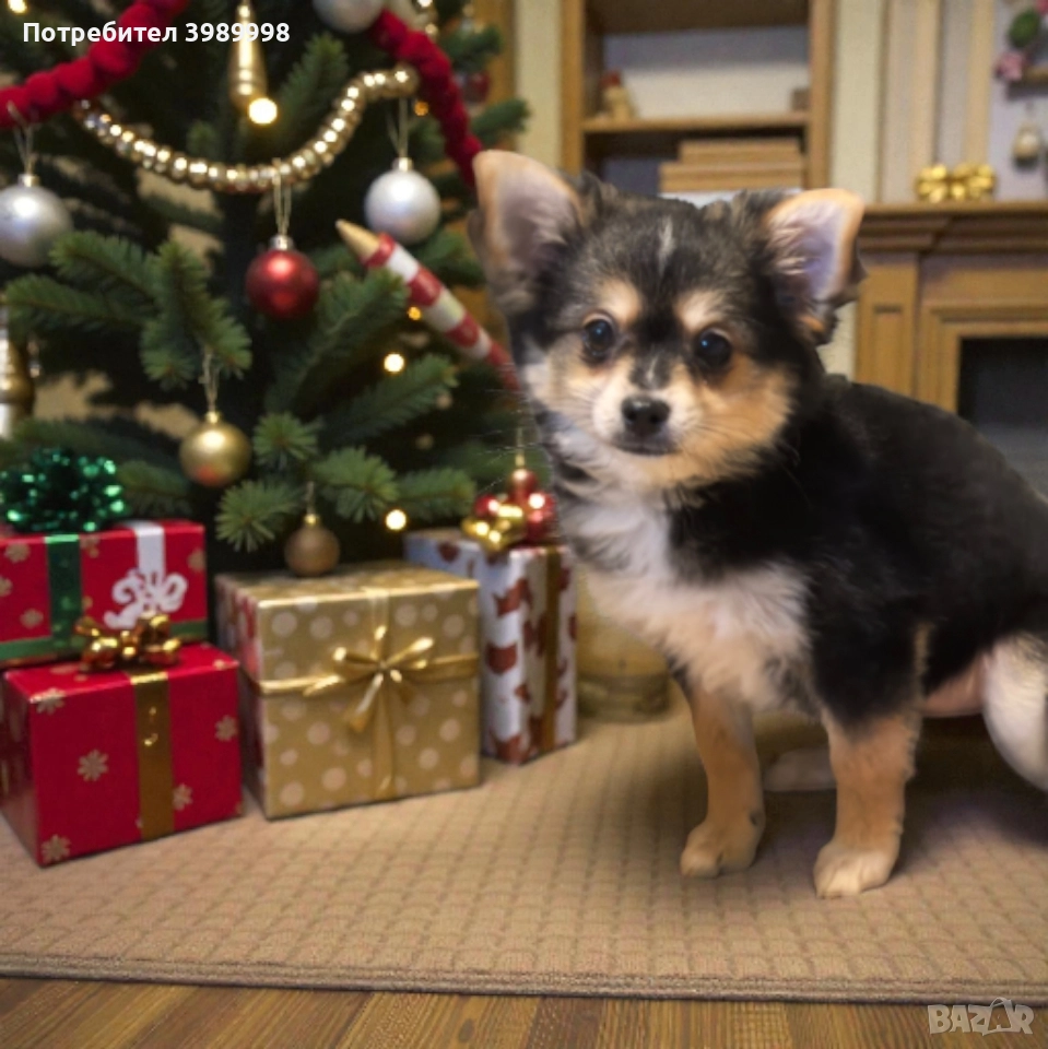 Момиче мини шпиц, снимка 1