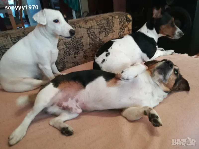 ДЖАК СИ ТЪРСИ ЖЕНА 1303251250, снимка 1