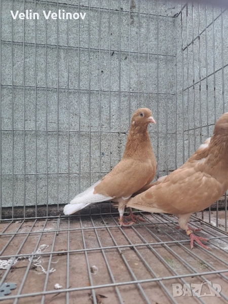 Промоцията свърши. Английски типлери. , снимка 1