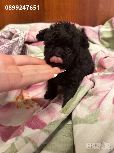 Той пуделче , снимка 1