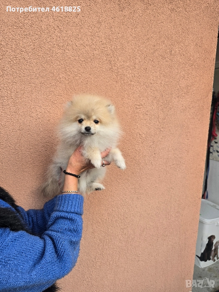 Померан , снимка 1