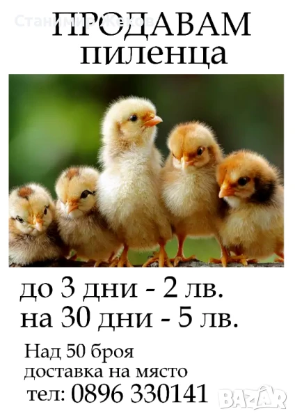 Домашни яйца, снимка 1