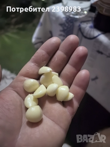 Градински Лук, снимка 5 - Домашни продукти - 52087040