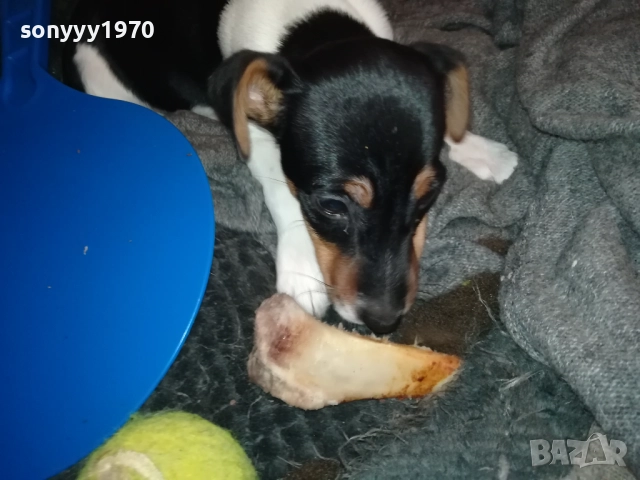 ДЖАК РЪСЕЛ ТЕРИЕР-ЖЕНСКО 0811251601, снимка 4 - Джак ръсел териер - 52343205