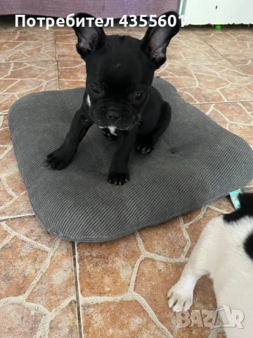 Бебета Френски Булдози , снимка 1