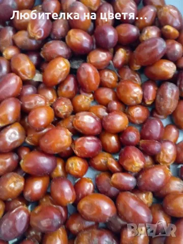 пресни семена хамеробс,трахикарпус( и разсад ), вашингтония и финикова канарска