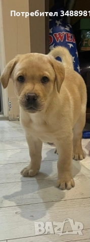 Лабрадор ретривър 