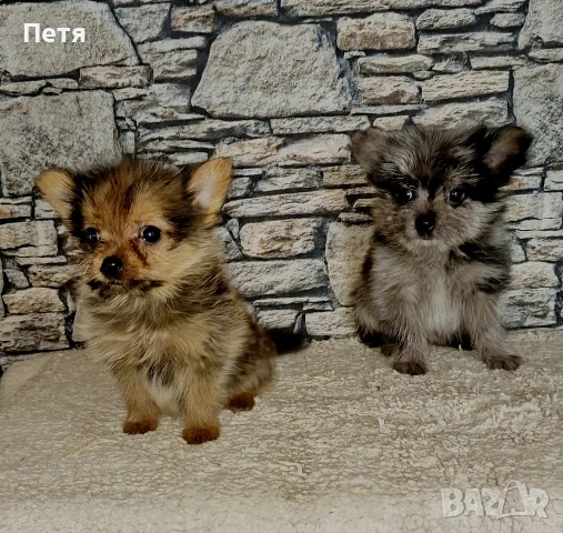 продавам мини шпиц, снимка 4 - Шпиц - 55750565