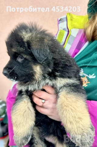 немска овчарка / НОК, снимка 11 - Немска овчарка - 51033011