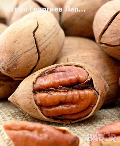 Орех Пекан , снимка 3 - Разсади - 53790736