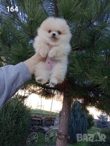 Мини момиченце. Померан., снимка 4 - Померан - 52932942