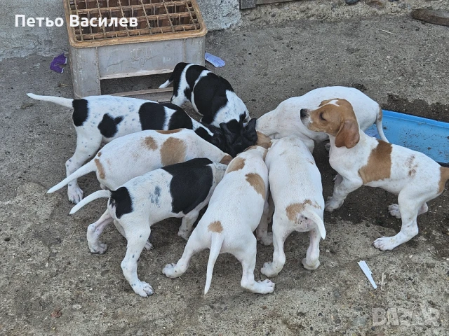 Английски пойнтер, снимка 1