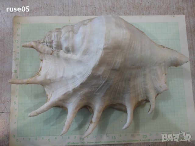 Раковина - 20, снимка 5 - Други ценни предмети - 34641065