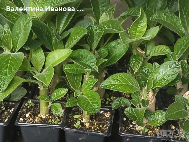 комплект 4бр ангелски тромпет , снимка 10 - Разсади - 52380470