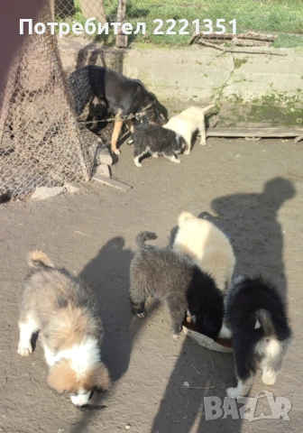 Подарявам кученца, снимка 4 - Други - 53517640