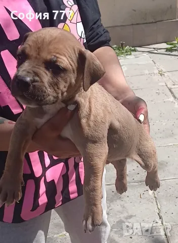 топ малки страхотни бебета от добри родители, снимка 10 - Питбул - 50029436