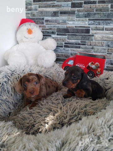 Дакели Мерле