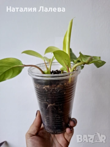 Филодендрон, philodendron Malay Gold, снимка 3 - Стайни растения - 53702382