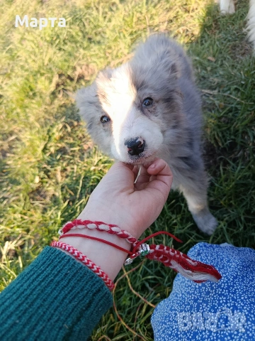 кученце бордър коли