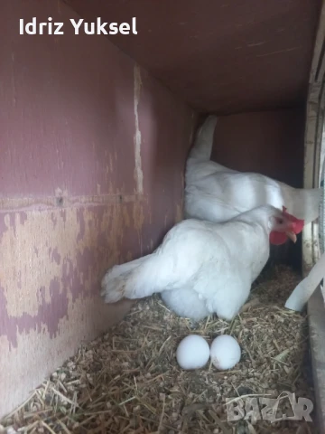 Яйца от легхорн, снимка 8 - други­ - 50812431