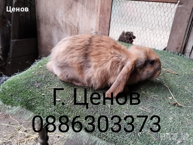 Продавам кочовати зайци., снимка 4 - Други животни - 53178167