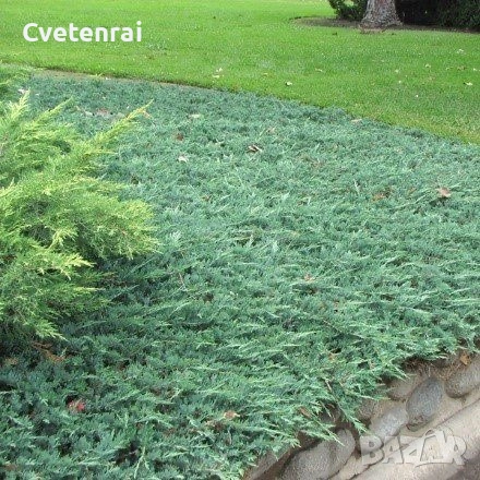 Juniperus horizontalis ‘Wiltonii, снимка 3 - Градински цветя и растения - 53686486
