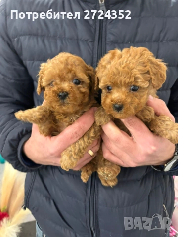 Той Пудел Ред Априкот, снимка 2 - Пудели - 53471351